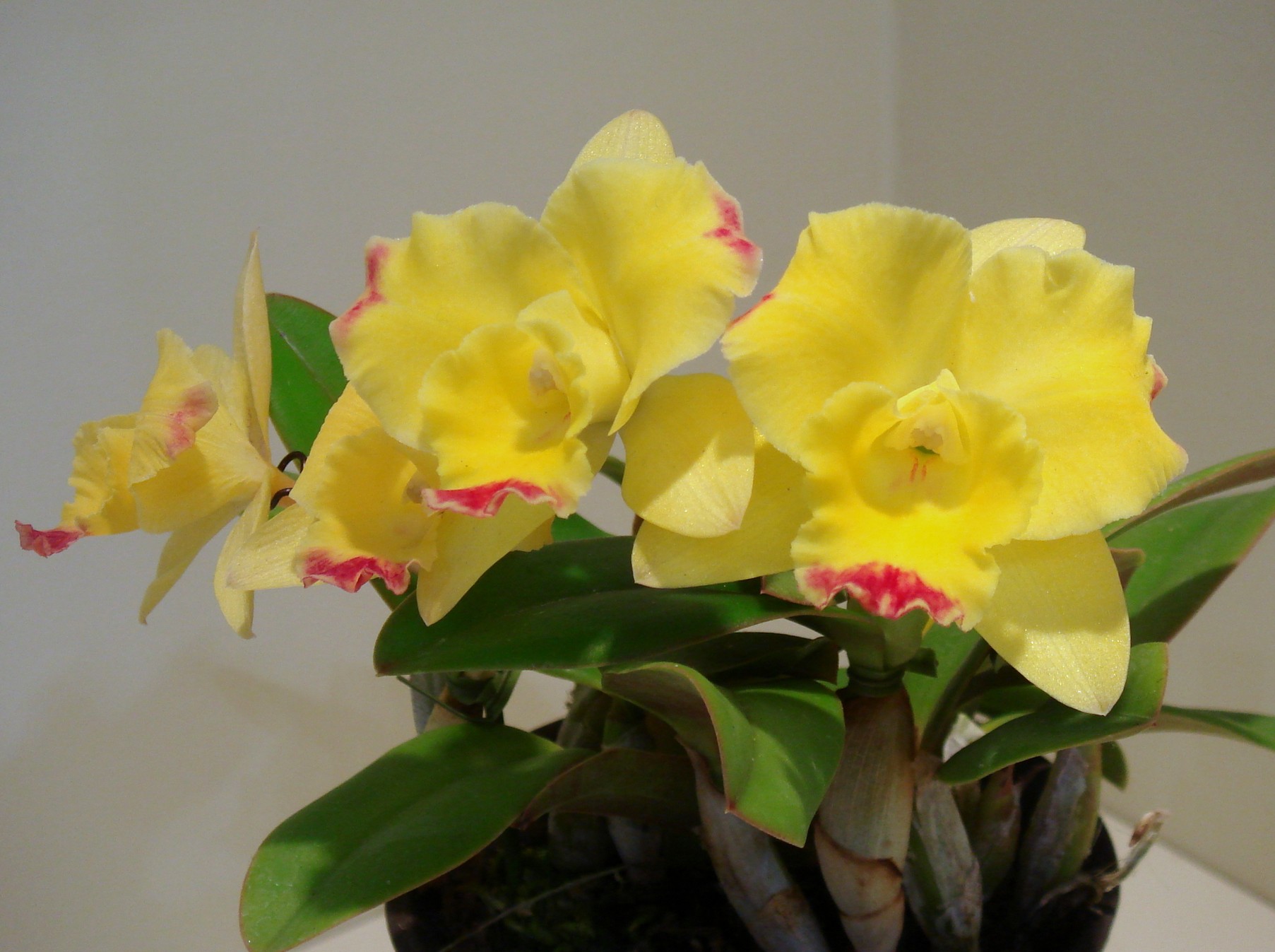 Cattleya Cherry Bee