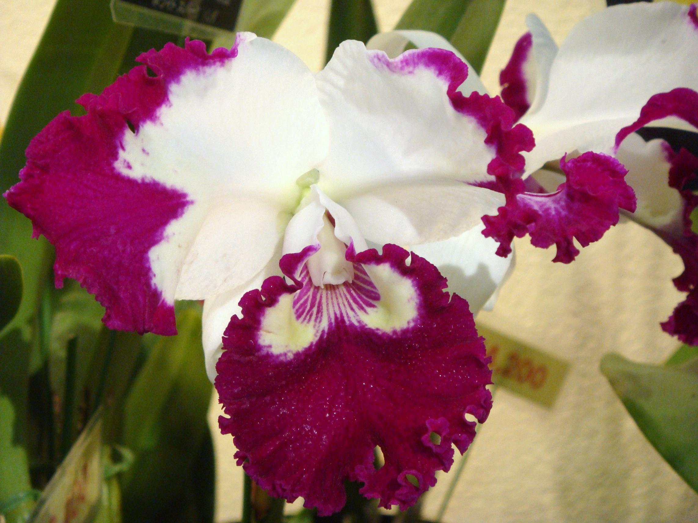 http://hybridorchid.la.coocan.jp/Cattleya/Cattleya%20White%20Spark/DSC03988.JPG
