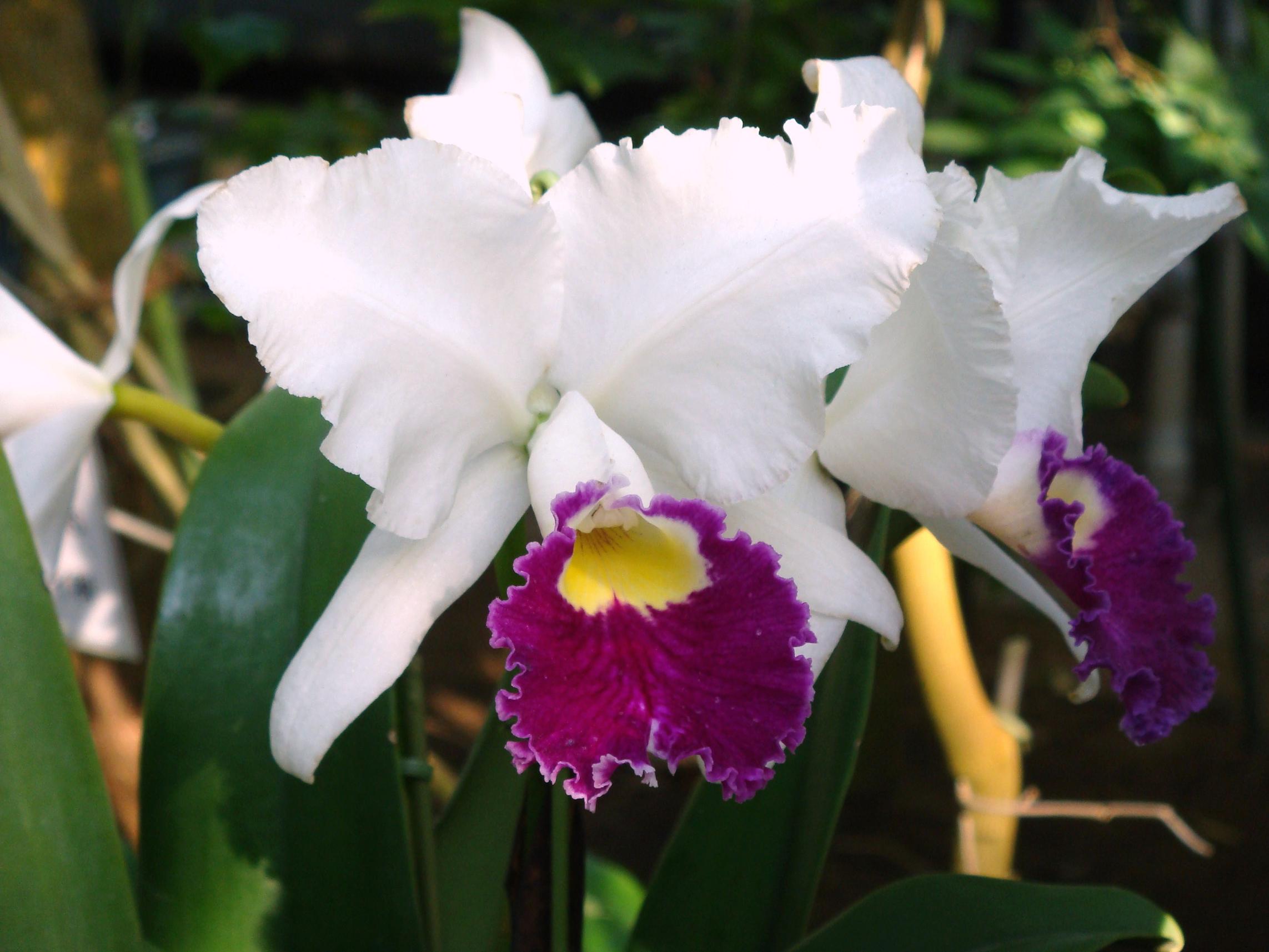 http://hybridorchid.la.coocan.jp/Cattleya/Cattleya%20Zuiho/DSC04873.JPG