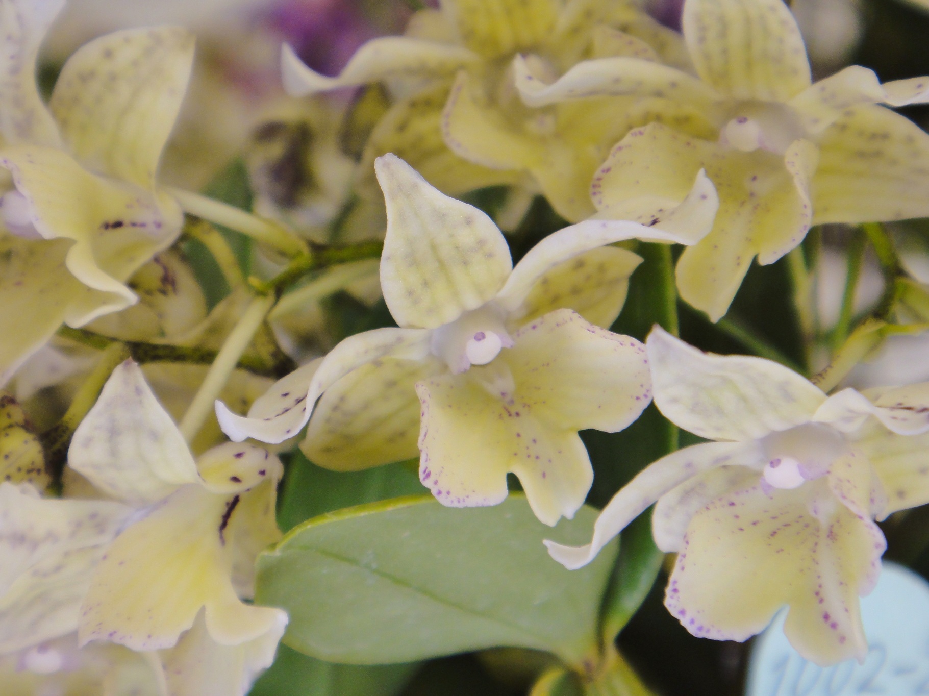 http://hybridorchid.la.coocan.jp/Dendrobium/Dendrobium%20Aussies%20Chip/DSC01481.JPG