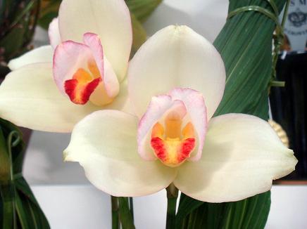 Orchid Lycaste Rakuhoku Big Bloom Size Fragrant FREE SHIPPING 