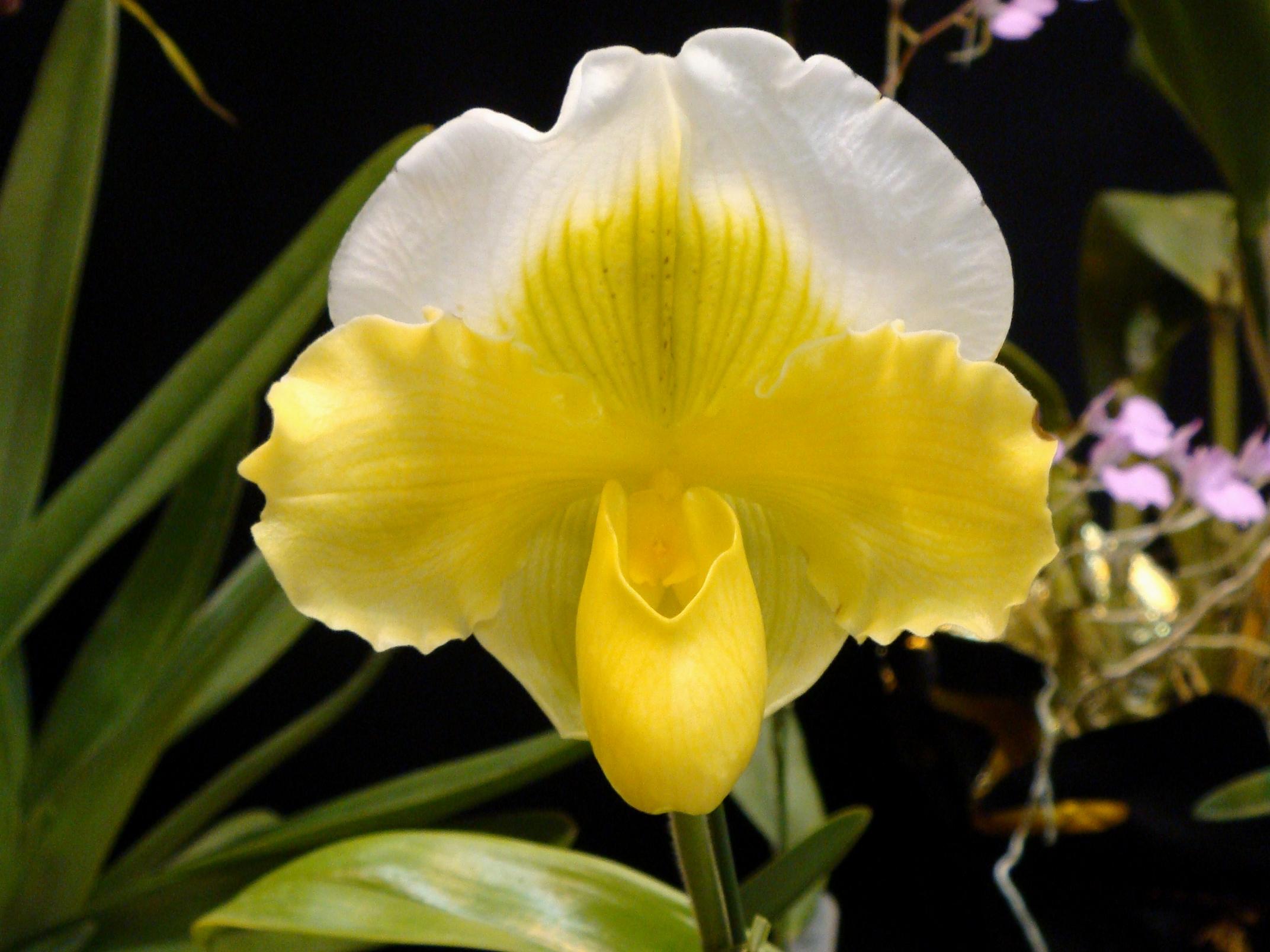http://hybridorchid.la.coocan.jp/Paphiopedilum/Paphiopedilum%20Hamana%20Island/DSC09415.JPG