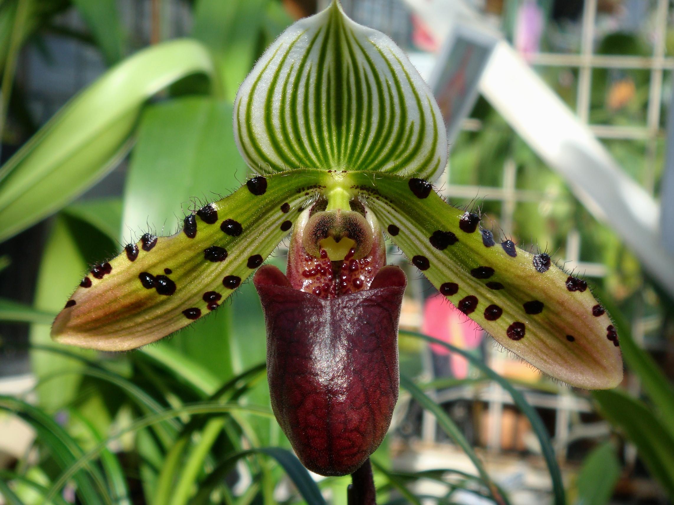 http://hybridorchid.la.coocan.jp/Paphiopedilum/Paphiopedilum%20Venus%20Rising/DSC08793.JPG