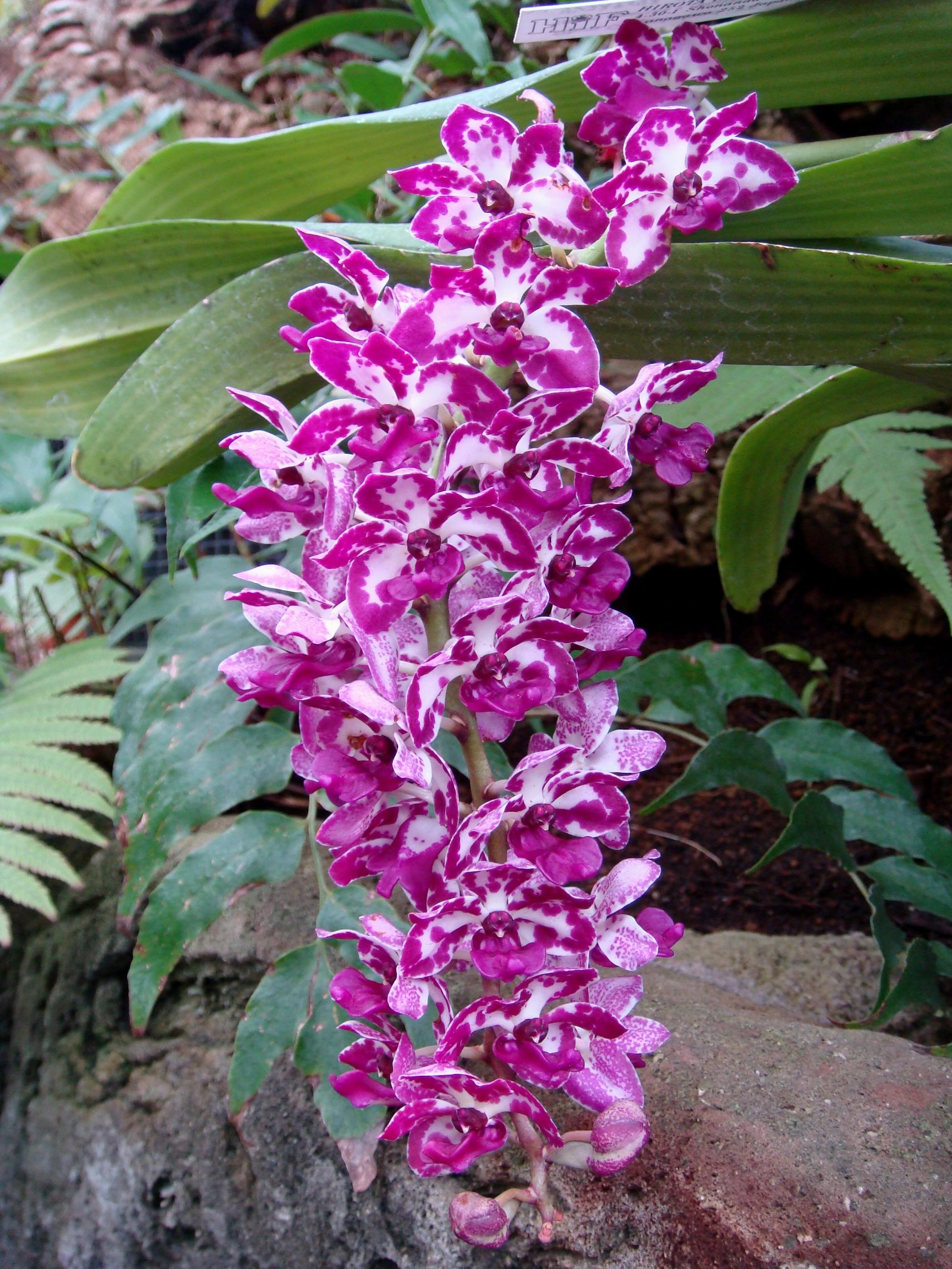 http://hybridorchid.la.coocan.jp/Rhynchostylis/Rhynchostylis%20Chorchalood/DSC06509.JPG